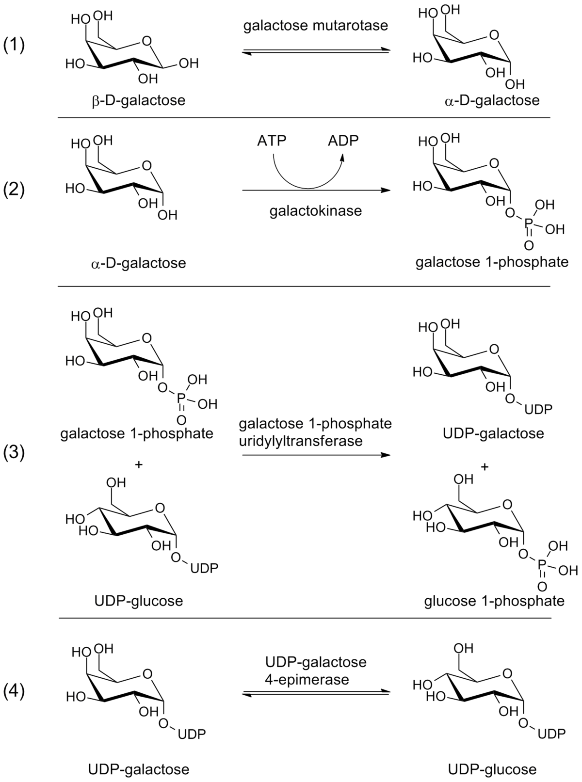 glucose structure function Leloir  Wikipedia pathway