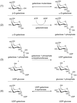 <span class="mw-page-title-main">Leloir pathway</span>