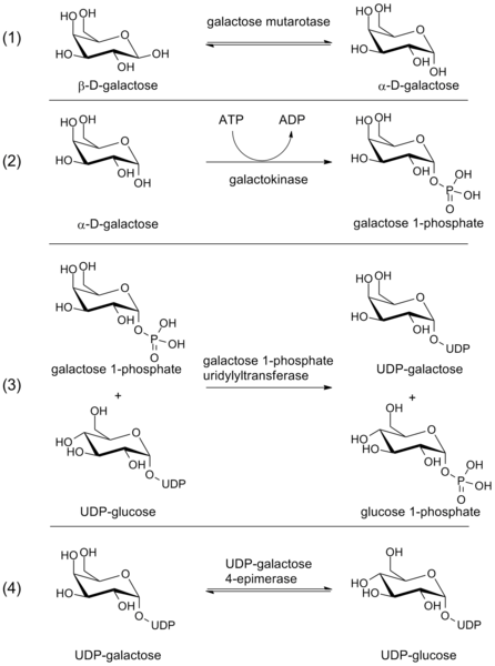 File:Leloir pathway.png