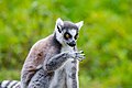 Lemur (37122835416).jpg