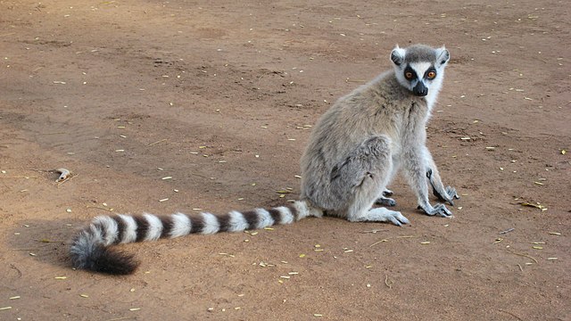 Image: Lemur catta 001