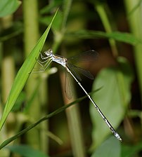 Emerald Spreadwing Lestes elatus male