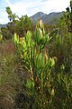 Leucadendron spissifolium fragrans 15277497.jpg