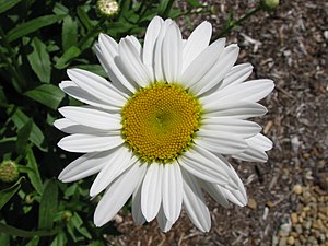 Leucanthemum x superbum 'Becky' in NH.jpg