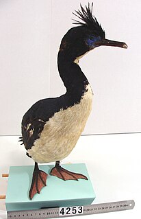 Bounty shag Species of bird