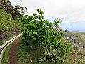 Levada do Caniçal, Parque Natural da Madeira - 2018-04-08 - IMG 3421.jpg