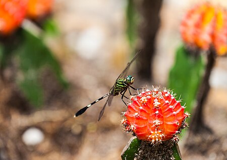 Tập_tin:Libélula_(Orthetrum_sabina)_sobre_un_Gymnocalicium_mihanowichii,_Ciudad_Ho_Chi_Minh,_Vietnam,_2013-08-14,_DD_05.JPG