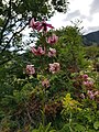 Lilium cernuum