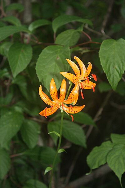 File:Lilium distichum MS3872.JPG