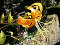 Lilium henryi