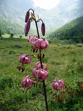 Krans-Lilje (Lilium martagon).