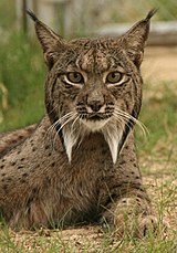 Lince ibérico