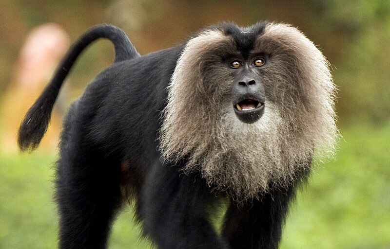 File:Lion-tailed macaque by N A Nazeer.jpg