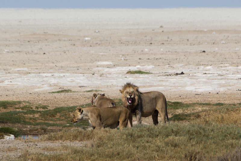 File:Lions in Etosha Pan.tif