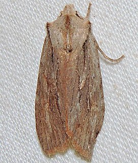 <i>Lithophane thujae</i> Species of moth