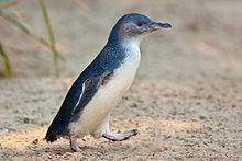 Little Penguin (Eudyptula minor) Little Penguin Feb09.jpg