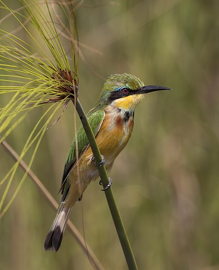 Fail:Little bee-eater (Merops pusillus argutus) Namibia.jpg