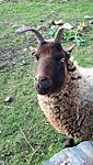 A Cregneash Loaghtan sheep