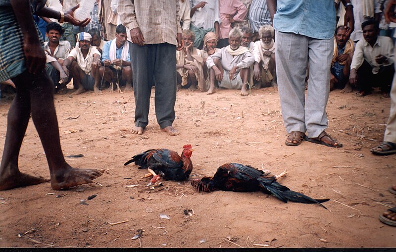 File:Local village 'Illegal cockfights' in India..jpg