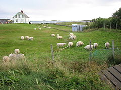 Lofotlam rost lofoten 01.jpg