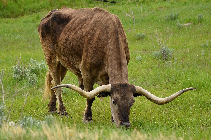 File:Longhorn Cattle 17 - Gray Steer Grazing.jpg