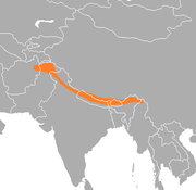 Lophophorus impejanus range map.png