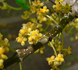 Lozanella enantiophylla 4.jpg