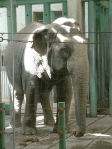 Lucy is a female Asian elephant currently residing at the Valley Zoo Lucy health.gif