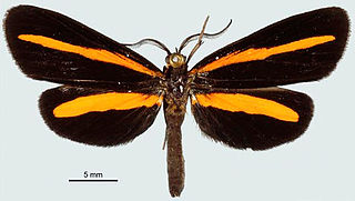 <i>Lyces aurimutua</i> Species of moth