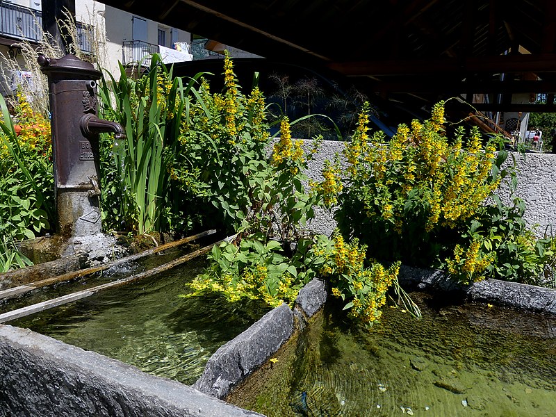 File:Lysimaques ponctuées sur un bassin à Cléry (juin 2022).JPG