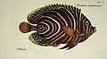 M.E. Blochii ... Systema ichthyologiae iconibus CX illustratum (Plate 50) (7038509667).jpg