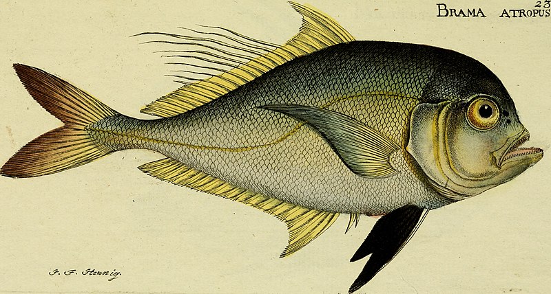 File:M.E. Blochii Systema ichthyologiae iconibus CX illustratum (1801) (14766069542).jpg