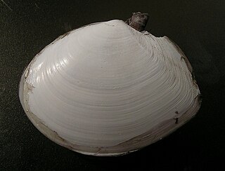 <i>Macoma</i> Genus of bivalves