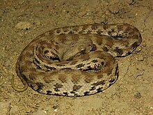 Macrovipera lebetina obtusa01.jpg