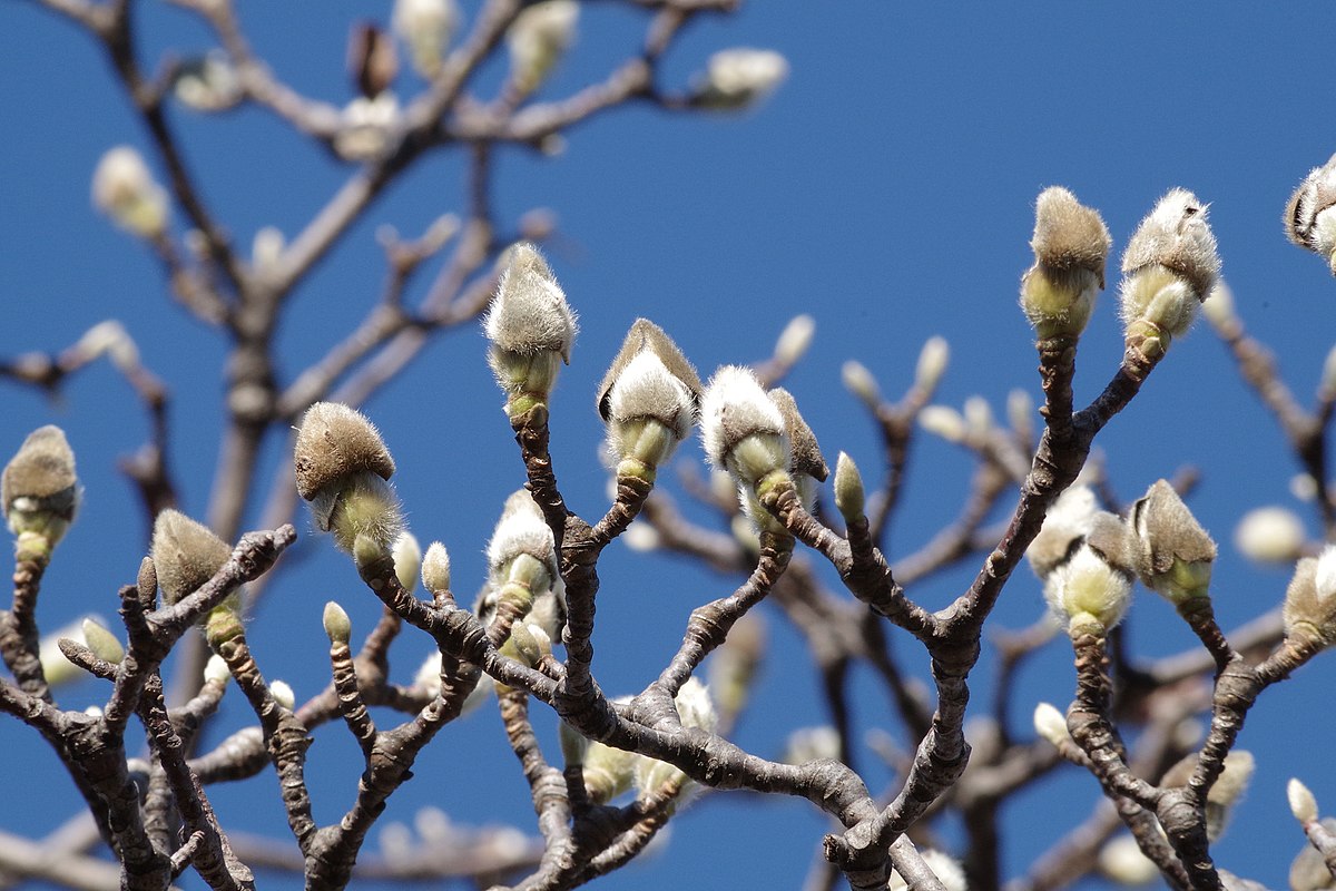 File Magnolia Heptapeta 白木蓮 Jpeg Wikimedia Commons