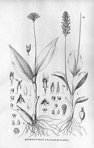 plate 68 I. Malaxis warmingii (as syn. Microstylis warmingii), II. Malaxis excavata (as syn. Microstylis hastilabia)