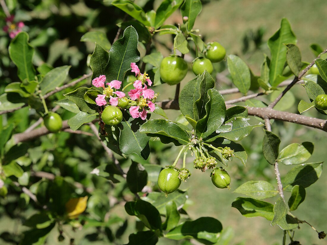 Malpighia emarginata