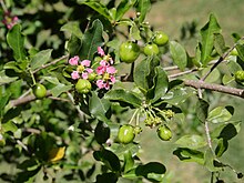 Malpighia glabra blomst og umodne frukter.jpg