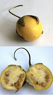 Ripening fruit Mandragora autumnalis - ripe fruit.jpg