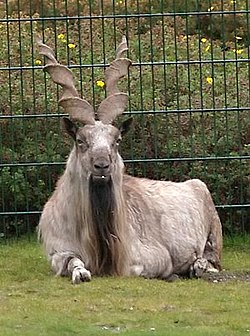 Markhor.jpg