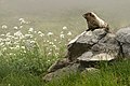 Marmot in the Mist (24785689017).jpg