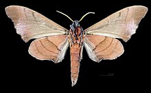 Marumba nympha MHNT CUT 2010 0 124 Mudumalai National Park male ventral.jpg