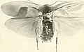 Marvels of insect life; a popular account of structure and habit (1916) (14594059349).jpg