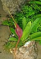 Masdevallia ayabacana plant