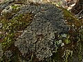 Thumbnail for Massalongia (fungus)