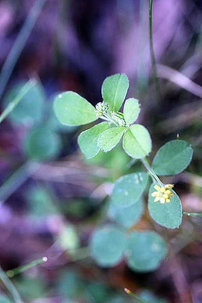 File:Medicago lupulina 149153739.jpg