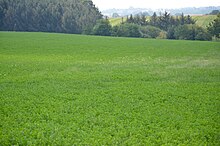 L’une des parcelles expérimentales de la Coopedom [38] ; coopérative de la région de Domagné (Ille-et-Vilaine). On y distingue quelques pissenlits et quelques petites fleurs blanches ; Au moment de la photo, prise par beau temps (le 21 aout 2012 à 11h30) aucun oiseau ou papillon (ou autre insecte volant) n’était visible dans le champ de vision à proximité de l’observateur [39]