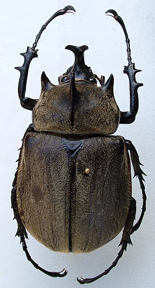 <i>Megasoma gyas</i> Species of beetle