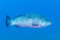 * Nomination Dusky grouper (Epinephelus marginatus), Cabo de Palos, Spain --Poco a poco 08:04, 31 May 2023 (UTC) * Promotion  Support Good quality. --Ermell 09:14, 31 May 2023 (UTC)