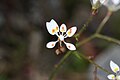 Saxifraga ferruginea